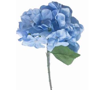 Blue Hydrangea
