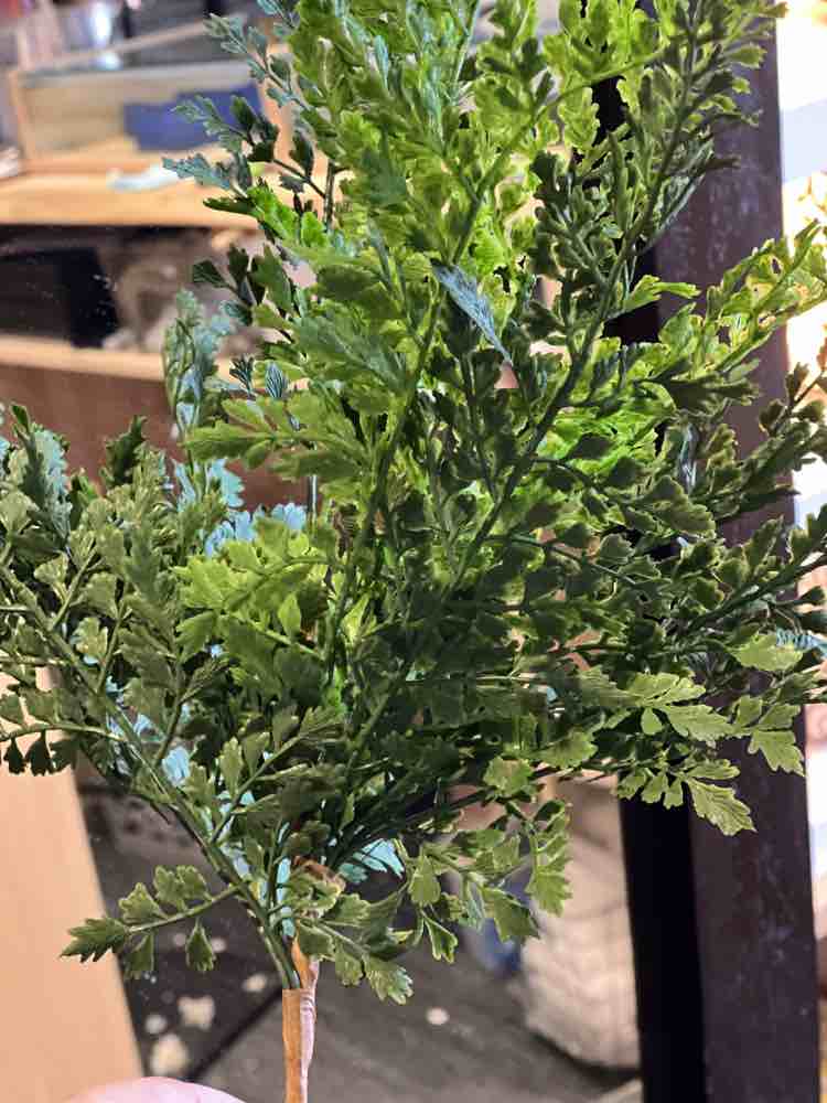 Maidenhair Fern Stems*