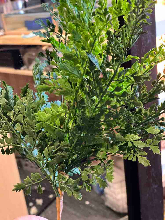 Maidenhair Fern Stems*